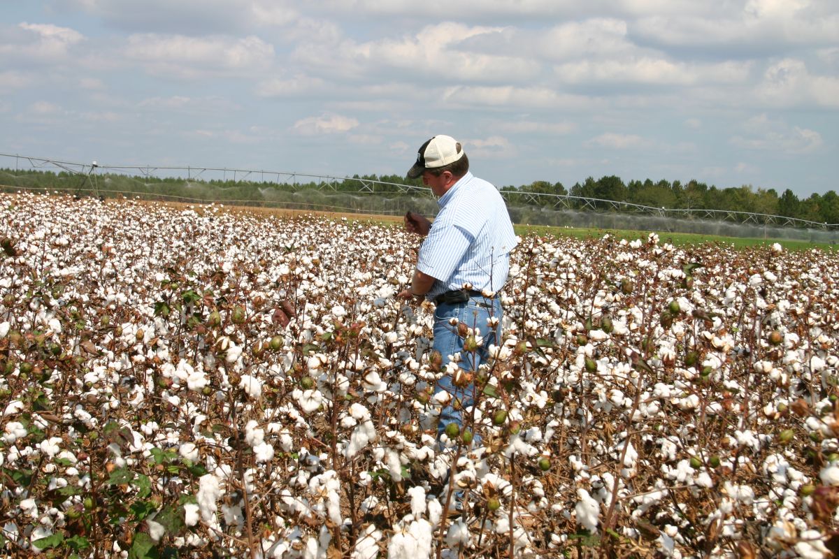 Researcher analyzing cotton in a field