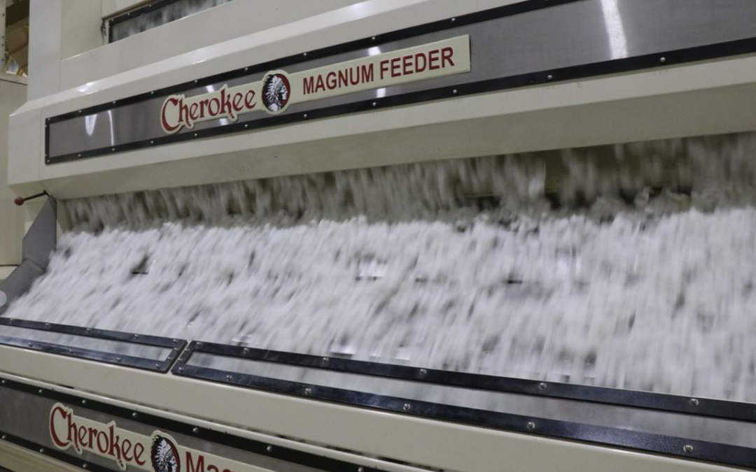 Auburn research focuses on more uniform, high-quality cotton fibers