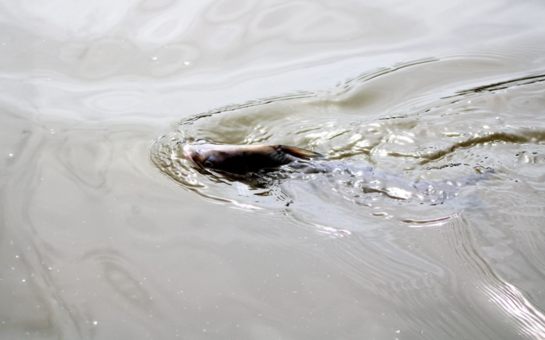 Your Pond, Your Bug, Your Vaccine