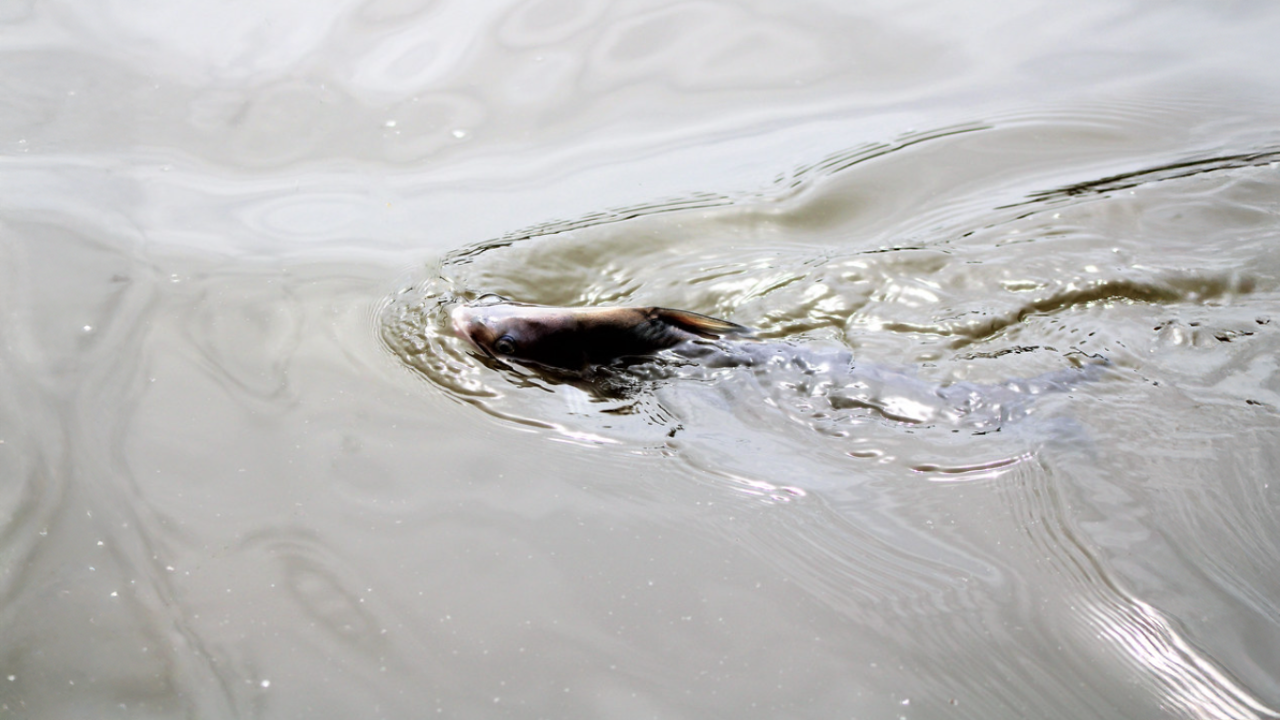 Catfish on the Black Warrior River