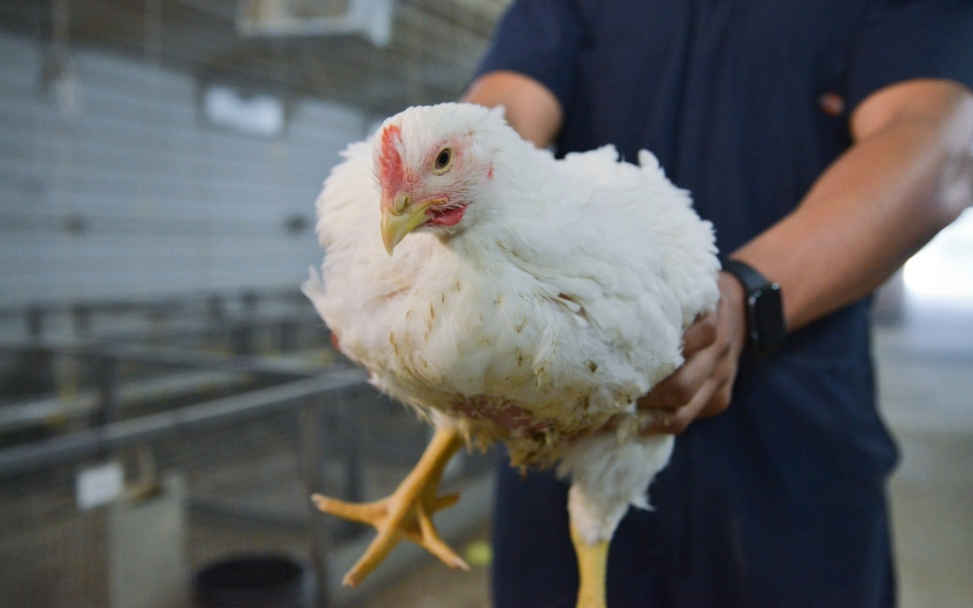 Repurposing poultry processing water for hydroponic use