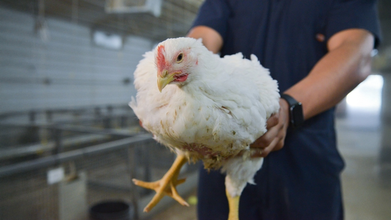 Poultry