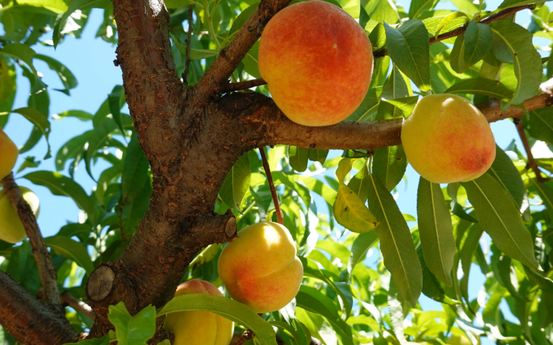 Protecting Alabama peaches from bacterial spot