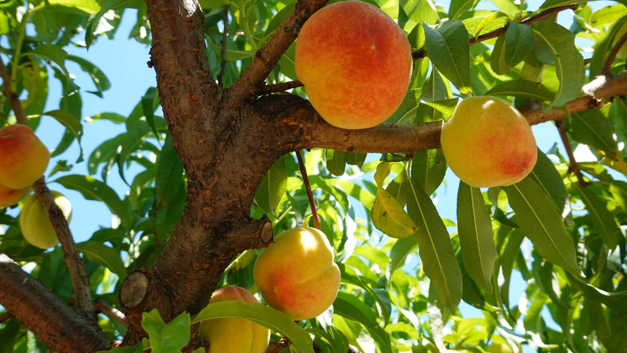 Peaches in orchard