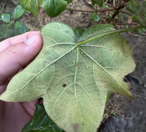Cotton jassid confirmed in Alabama / Auburn University College of
