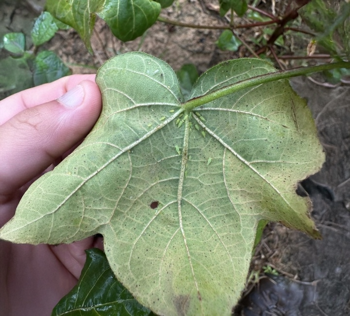 Cotton jassid confirmed in Alabama