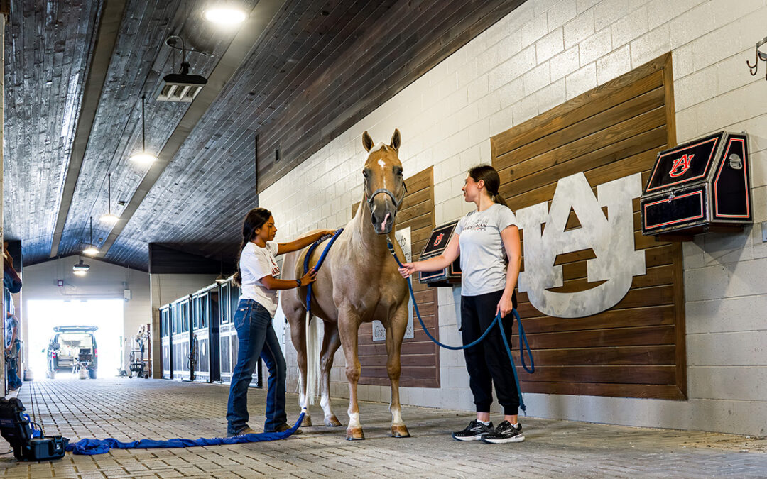 Internships connect animal sciences students to equestrian program