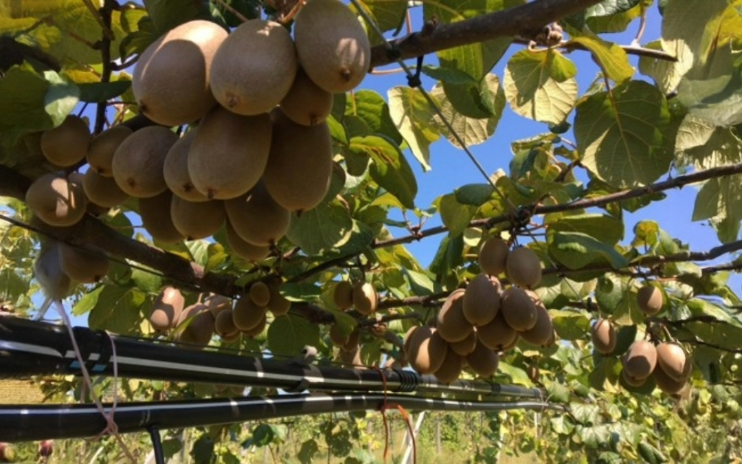 Going for the gold: kiwifruit production in Alabama