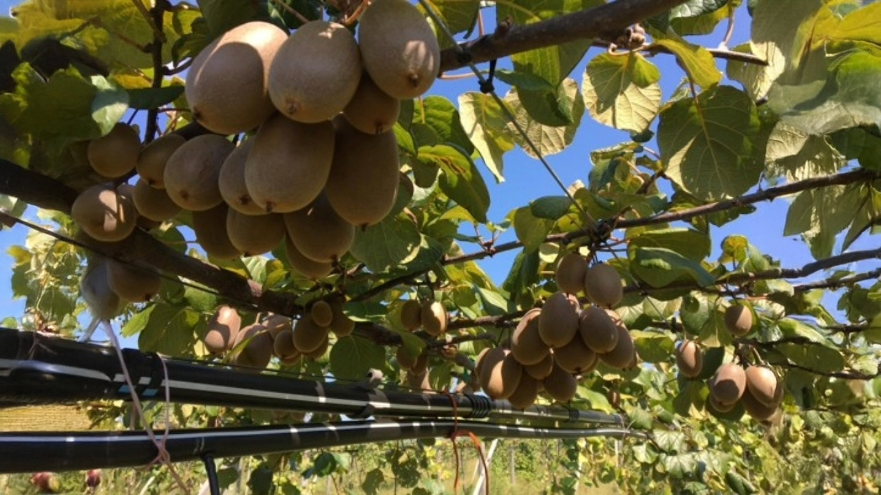 kiwi fruit growing on trellis