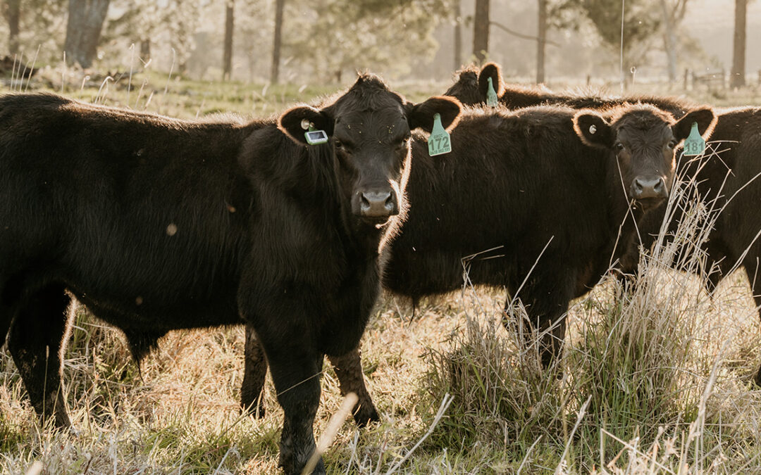 Animal Sciences partners with global leader in animal health intelligence