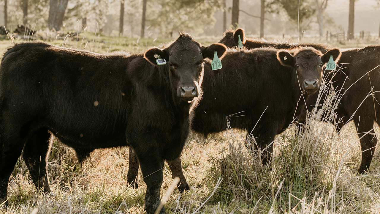 Cows wear CERES-TAG tech in their ears