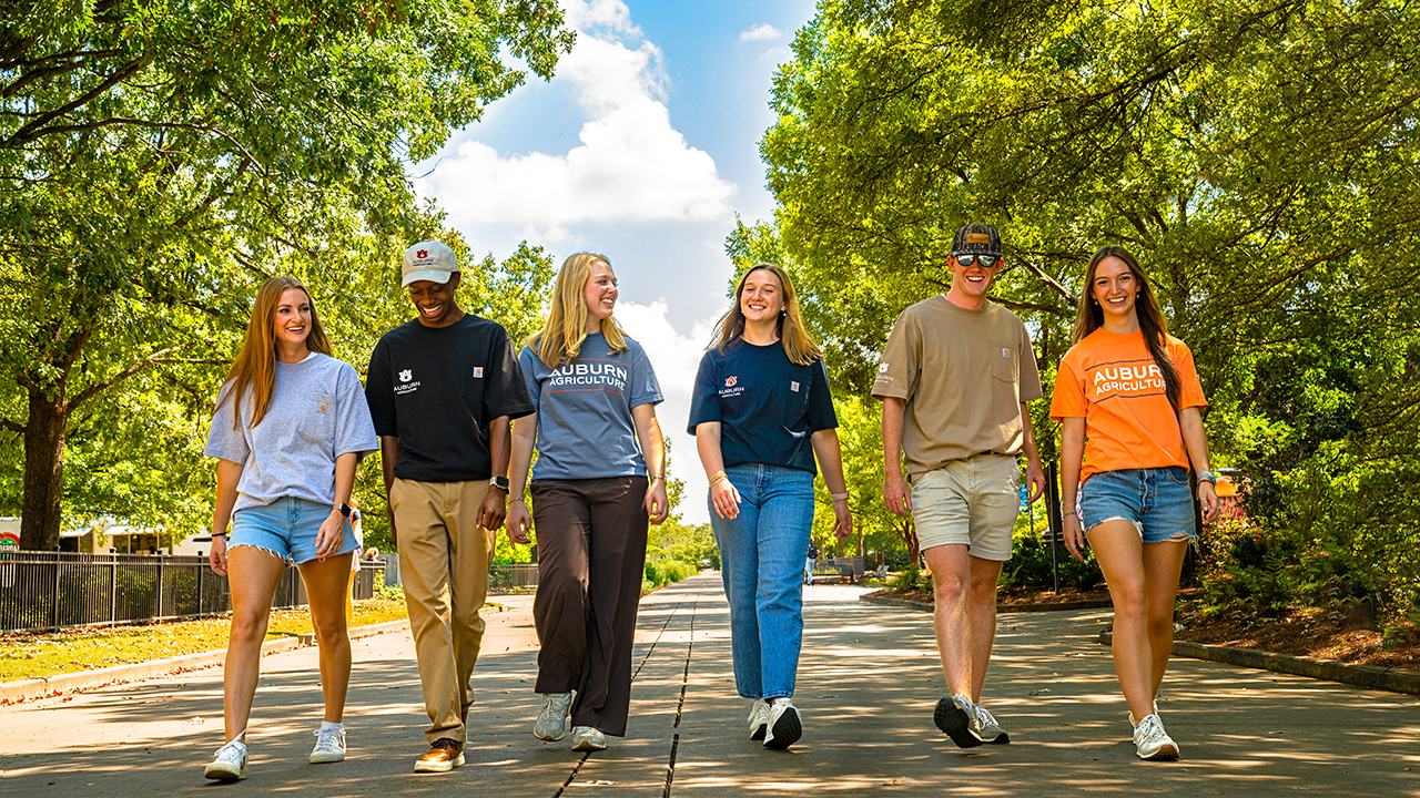 ag-merch-web A group of Auburn Agriculture students walk on a path in the Haley Center Concourse while wearing Auburn Agriculture merch