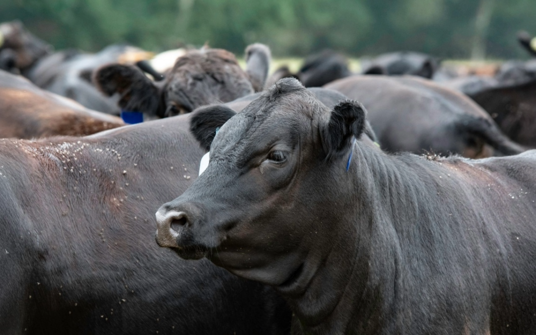 Auburn University researchers target horn flies in fight for cattle health