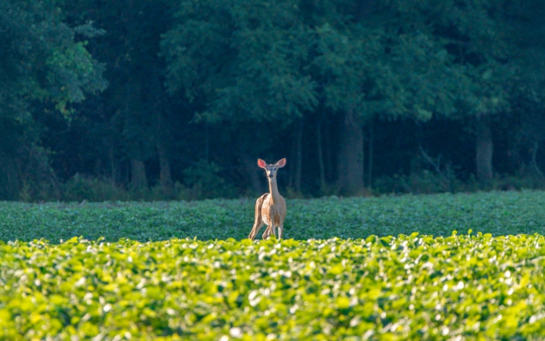 The buck stops here: Auburn University finding solutions to deer damage in crops