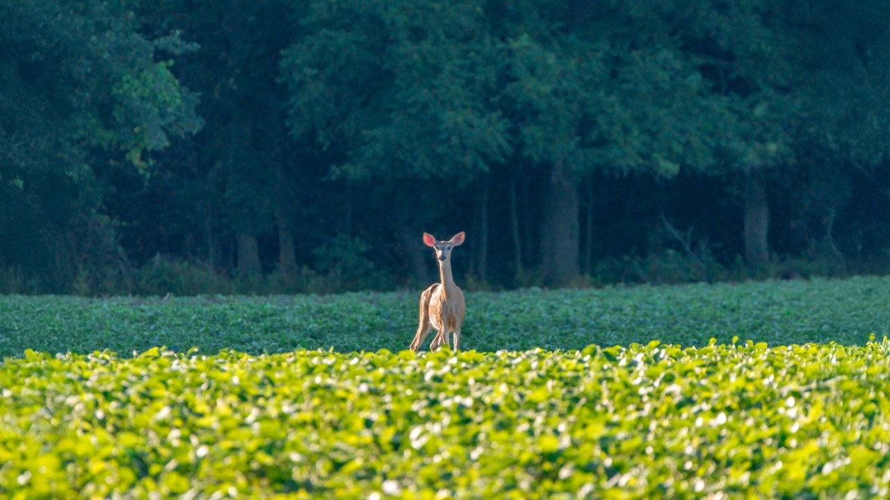 deer Deer in row crop field