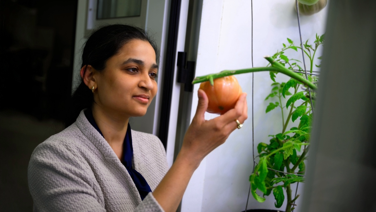 NEHAeditedauresearch Neha Potnis examines tomato plant