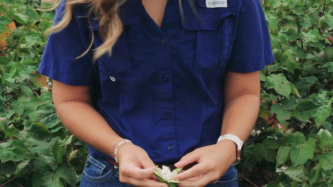 A close up shot of Ph.D. student Caitlyn Lawton's hands as she pulls apart a cotton boll.