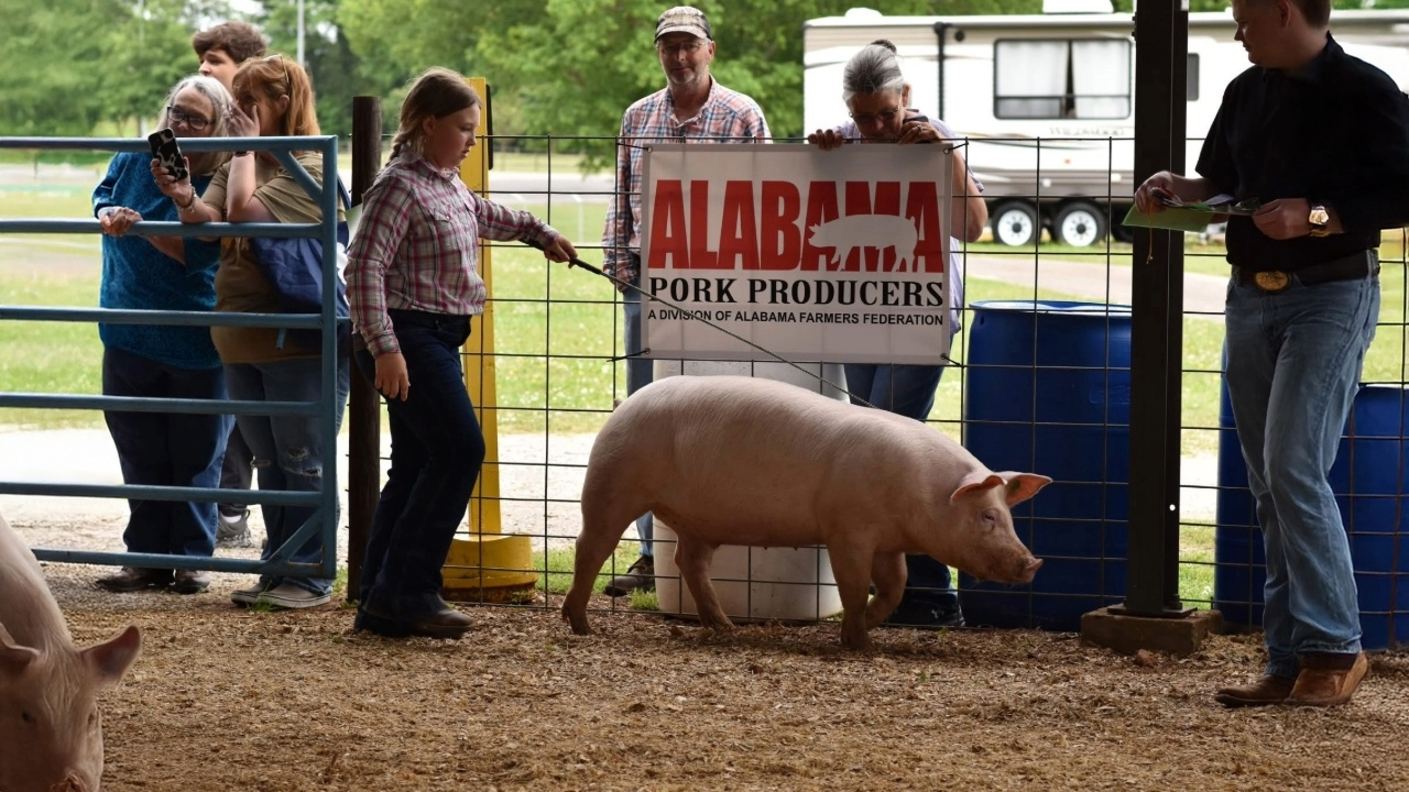 Young livestock exhibitor showing hog