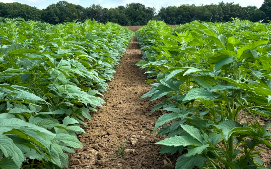 Auburn University researchers eye sesame as a potential crop