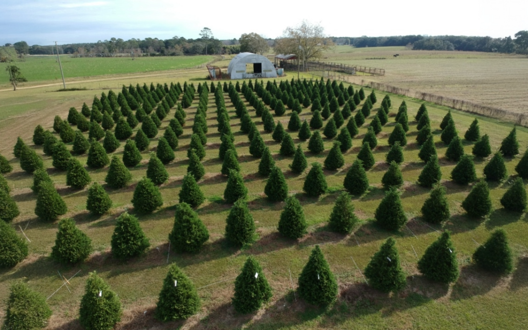 Troop tidings we bring: the gift of Auburn Christmas trees to our military