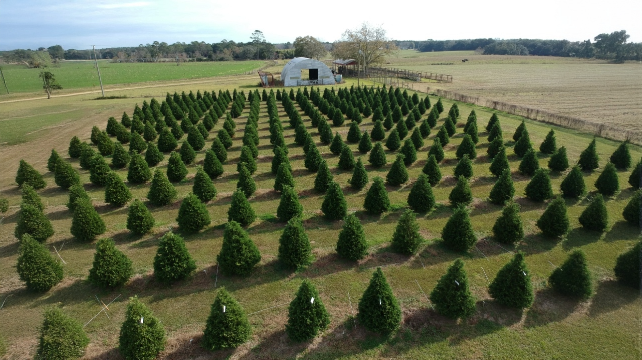 christmastreesmallerfile Christmas trees at Gulf Coast Research & Ext. Center