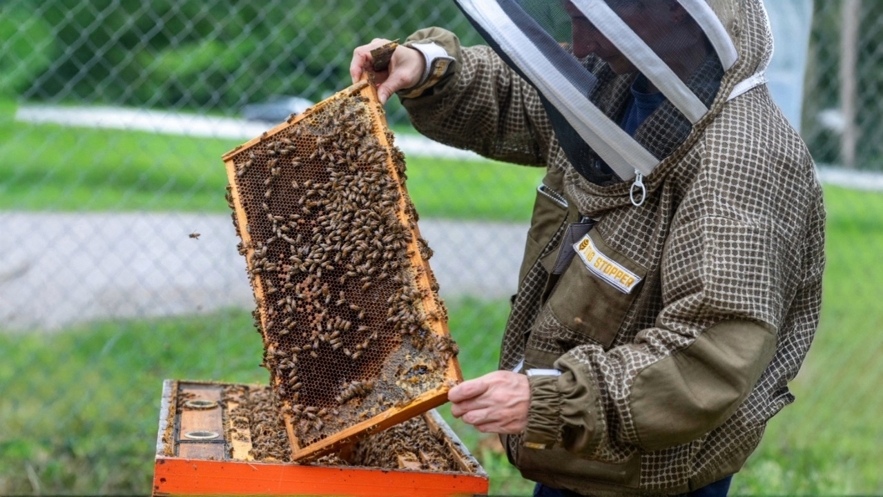 Beekeeper examining hive.
