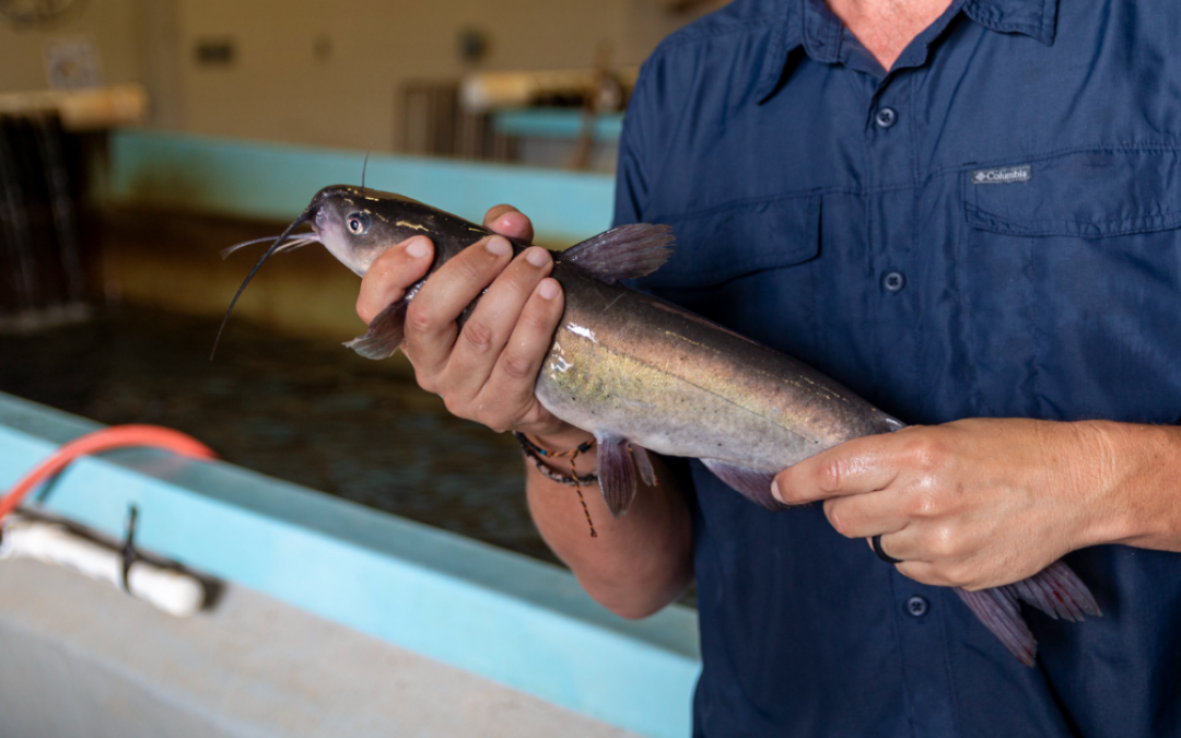 A new approach to transgenic catfish