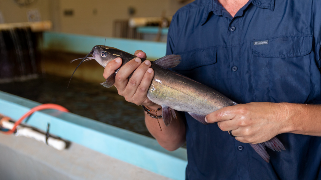 Man holding catfish
