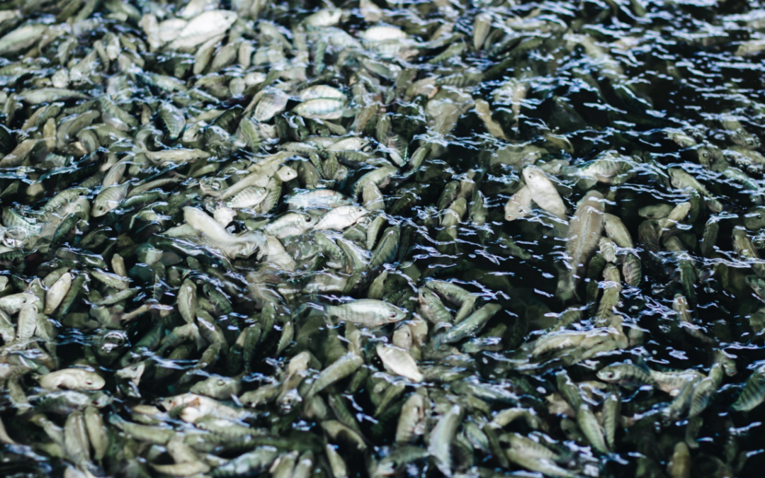 Auburn-USDA partnership tackles fish disease through coinfection research