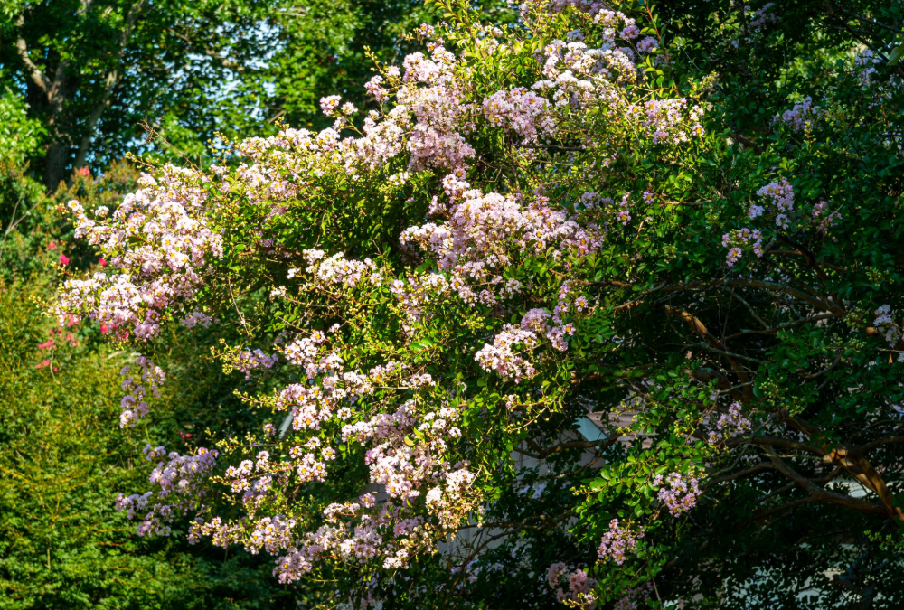 Auburn research provides a new look at crape myrtle management