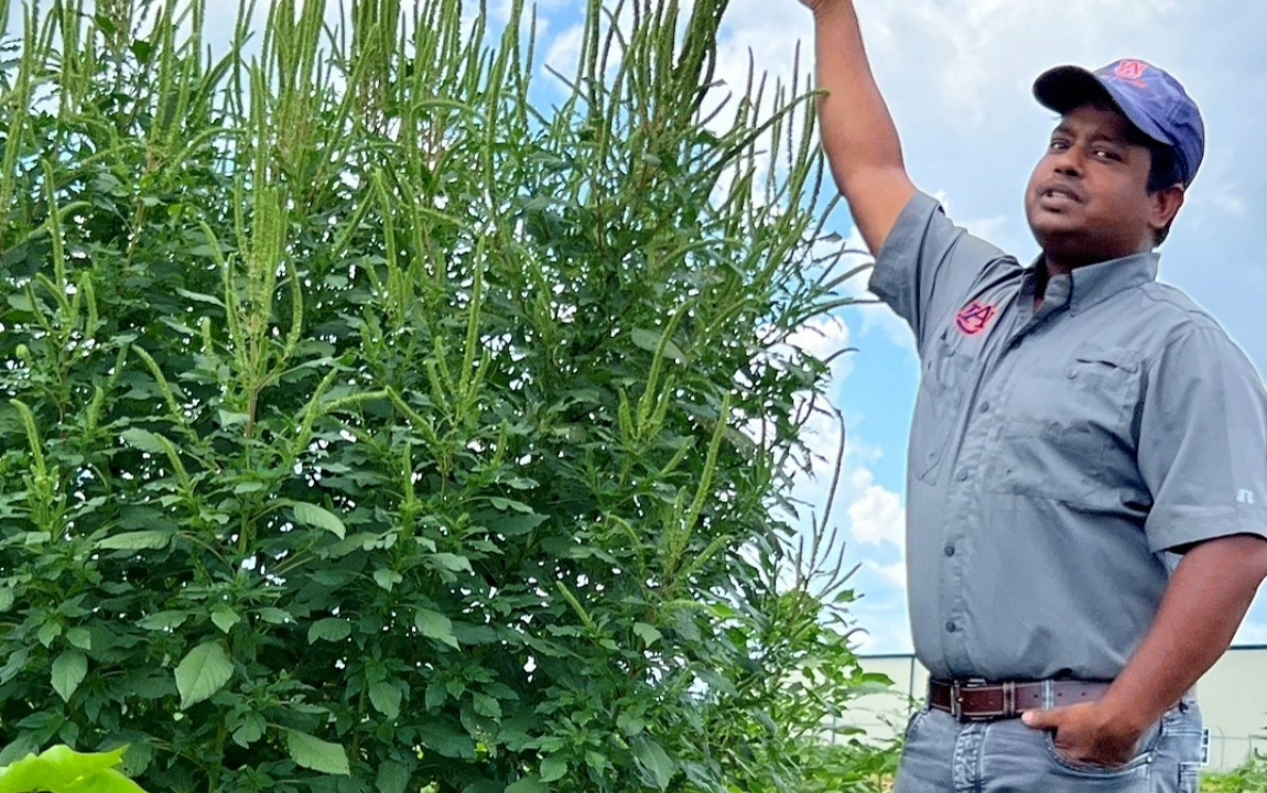 Maity with large cotton weeds